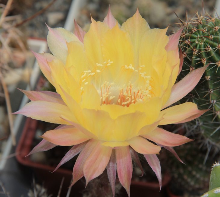 Echinopsis hb. Wessner 604