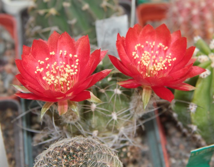 Lobivia sp.