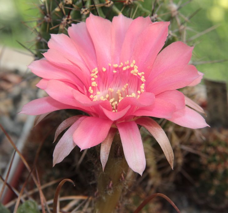 Lobivia sp