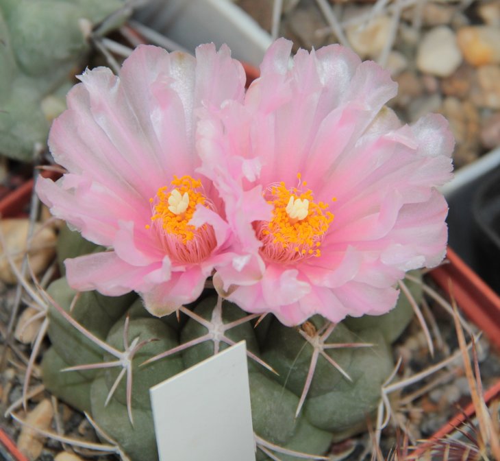 Thelocactus hexaedrophorus  Mexico