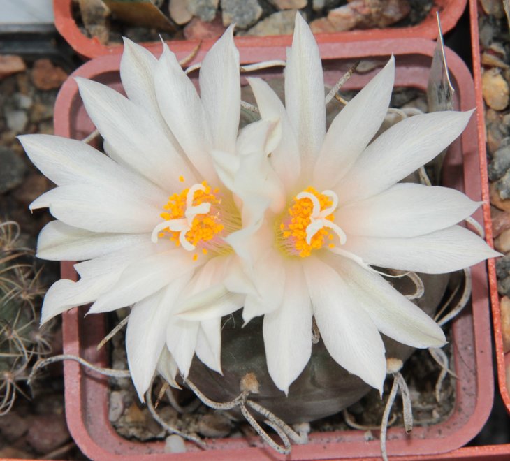 Turbinicarpus rioverdensis