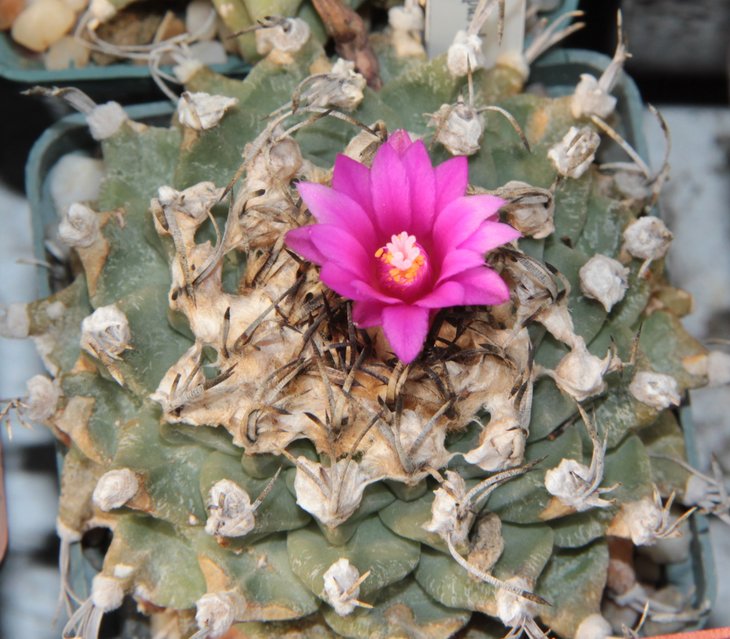 Turbinicarpus alonsoi