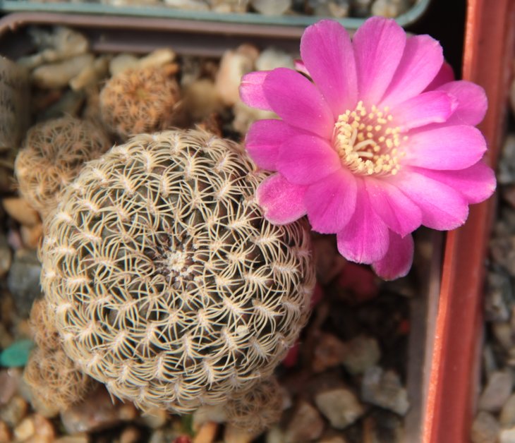 Sulcorebutia breviflora