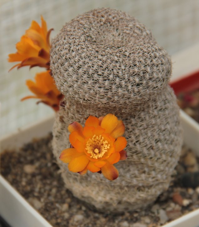 Sulcorebutia arenacea