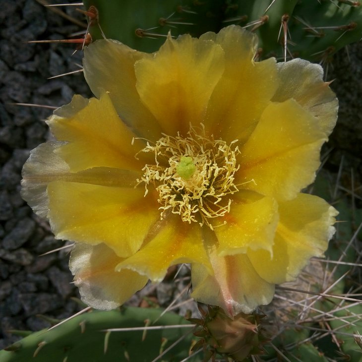 camanchica x. engelmannii 2.jpg