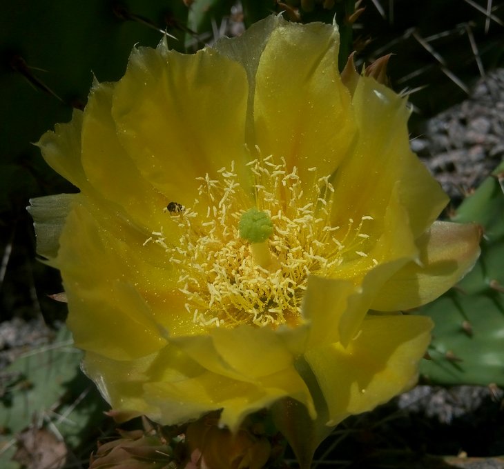 camanchica x. engelmannii.jpg