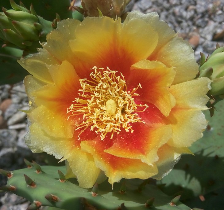 humifusa v. caespitosa 2.jpg