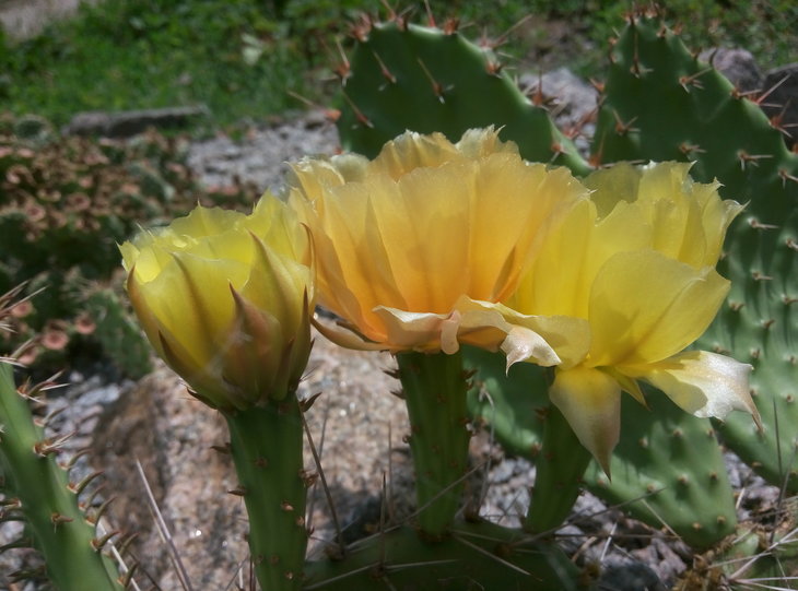 Opuntia camachica x.engelmannii (2).jpg