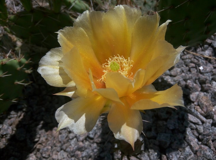 Opuntia camachica x.engelmannii (3).jpg