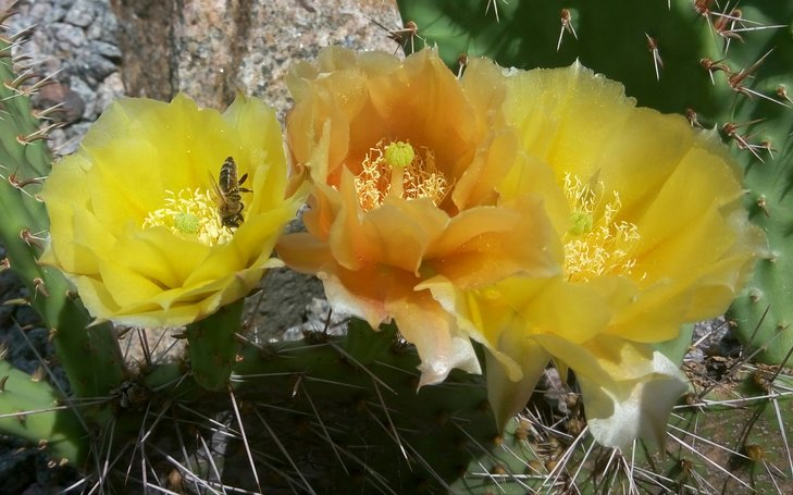 Opuntia camachica x.engelmannii (5).jpg