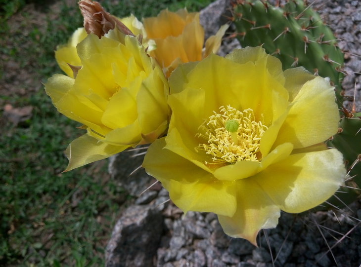 Opuntia camachica x.engelmannii (7).jpg