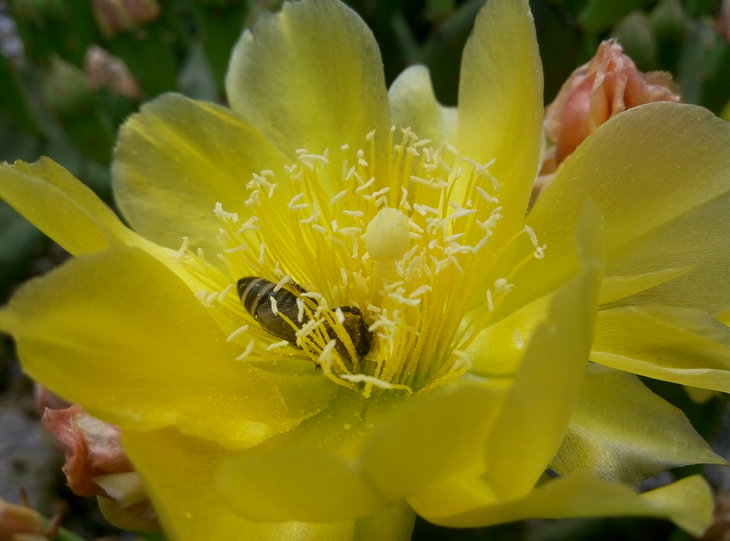 Opuntia humifusa (2).jpg