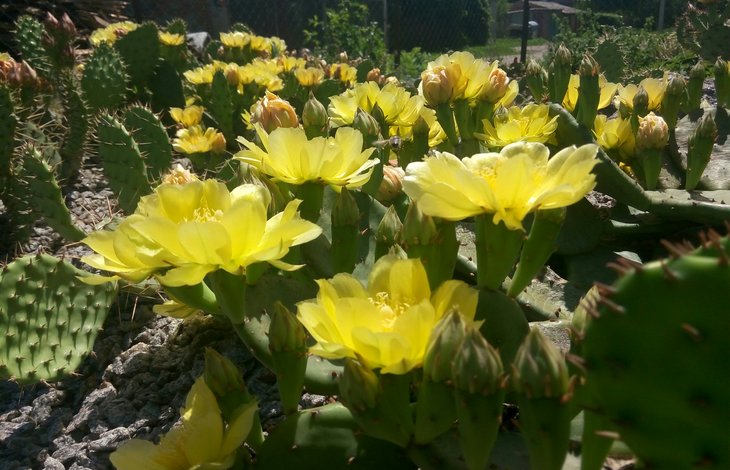 Opuntia humifusa 3.jpg
