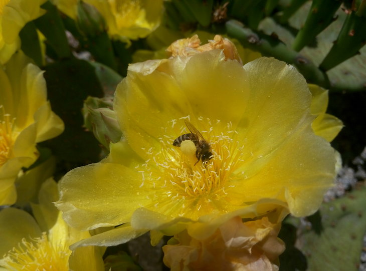 Opuntia humifusa 4.jpg