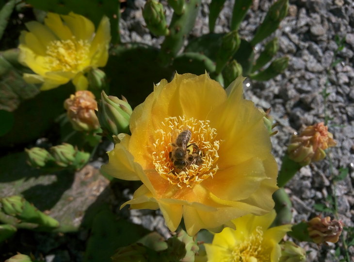 Opuntia humifusa 6.jpg