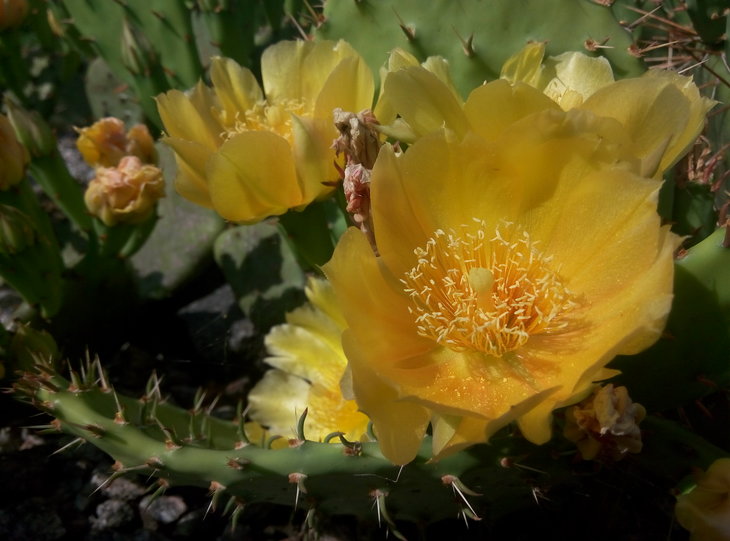 Opuntia humifusa 8.jpg