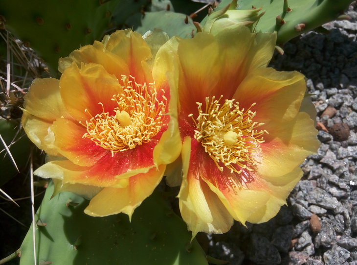 Opuntia humifusa v.caespitosa 2.jpg