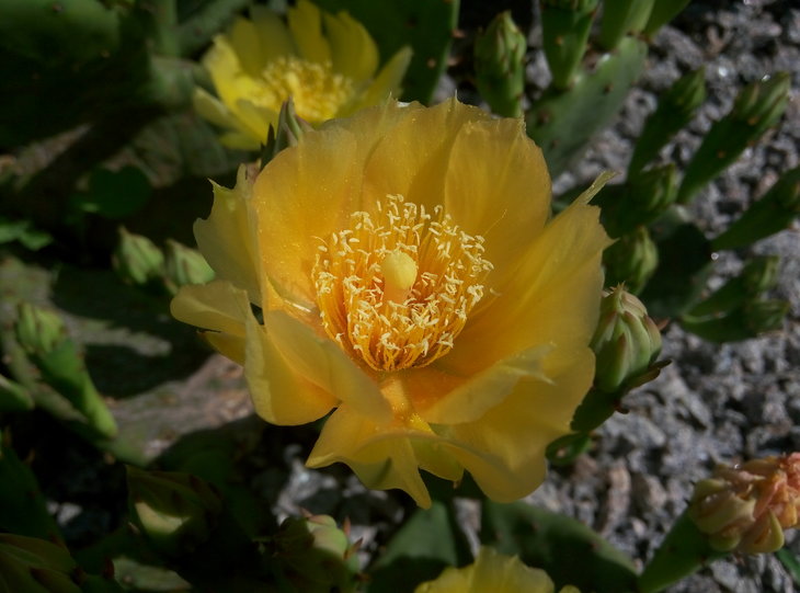 Opuntia humifusa 7.jpg