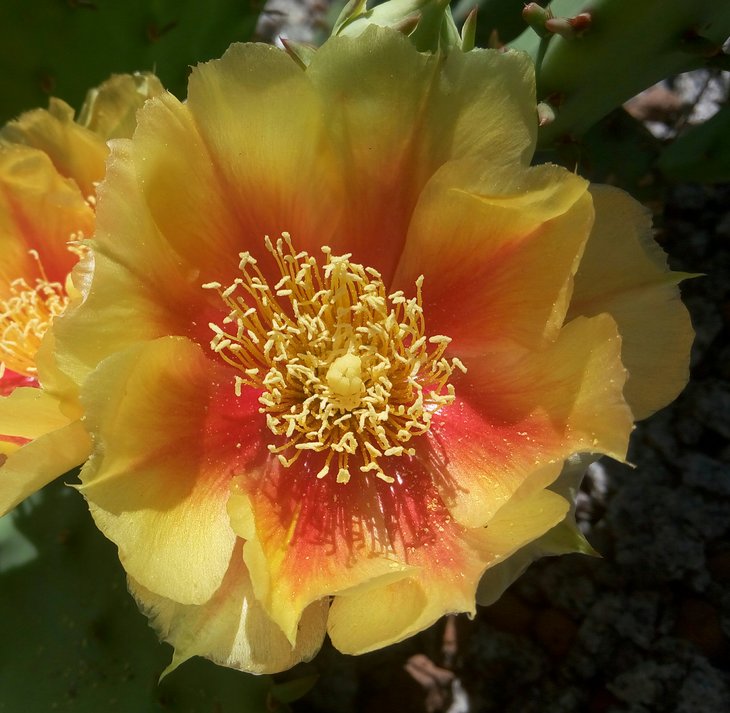 Opuntia humifusa v.caespitosa.jpg