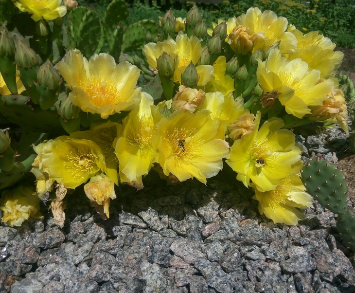 Opuntia humifusa.jpg