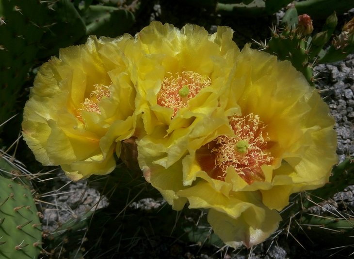 Opuntia macrorhiza 3.jpg