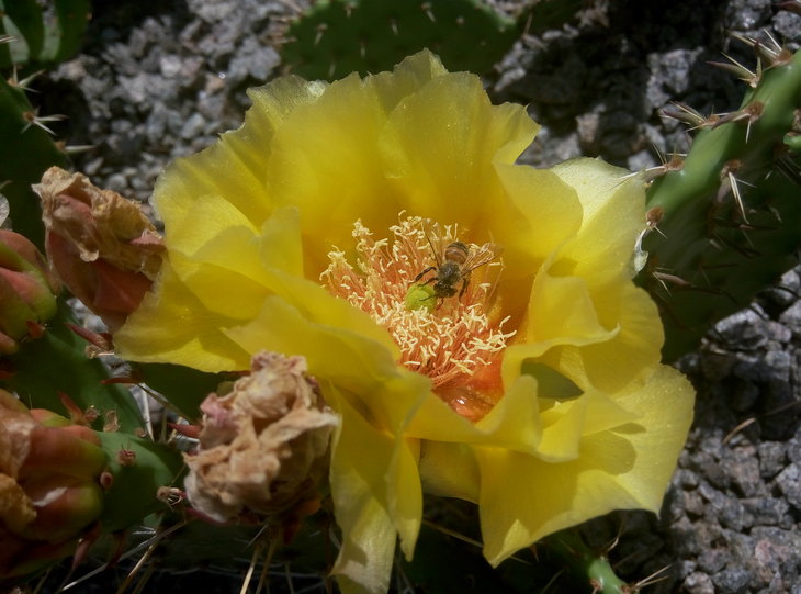 Opuntia macrorhiza 4.jpg