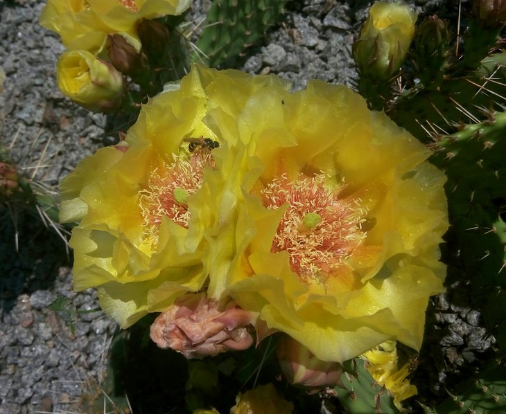 Opuntia macrorhiza.jpg