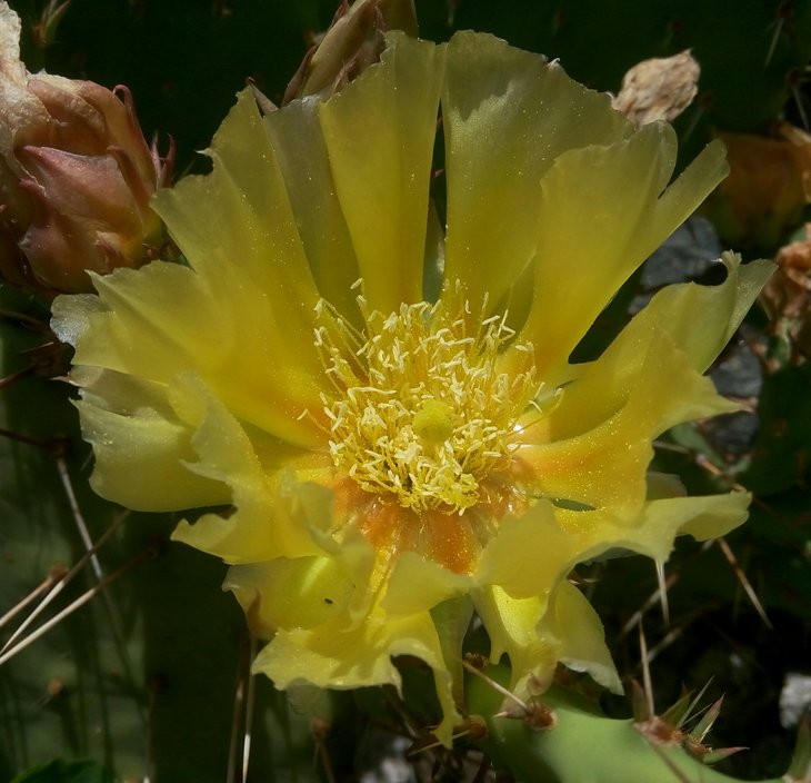 phaeacantha v. camanchica.jpg