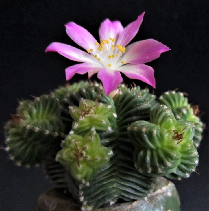 Aztekium valdezii
