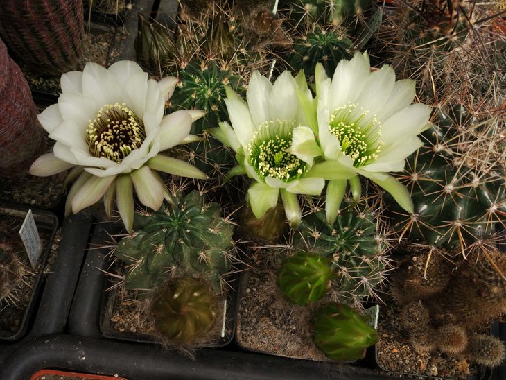 Lobivia jajoiana cv. anemone