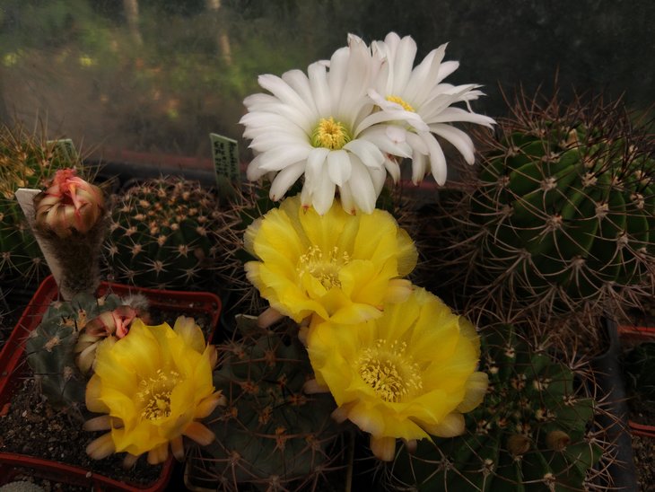 Acanthocalycium glaucum &amp; Acanthocalycium violaceum albiflorum