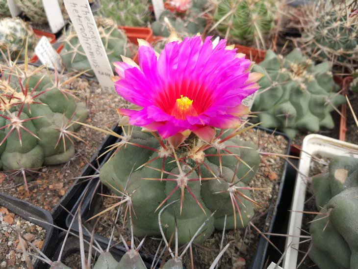 Thelocactus bicolor ssp. heterochromus
