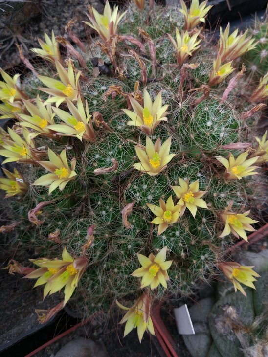 Dolichothele surculosa