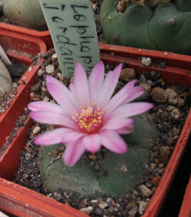 Lophophora jourdaniana seeding