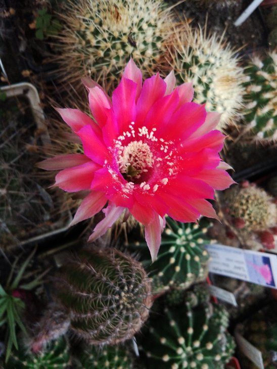 Ehinopsis rubra ???