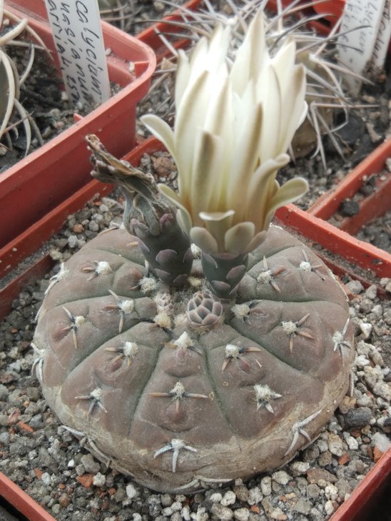 Gymnocalycium platygonum