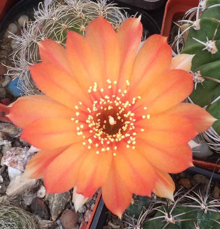 Sulcorebutia verticillacantha hb.
