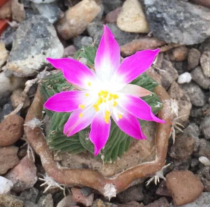 Aztekium valdezii