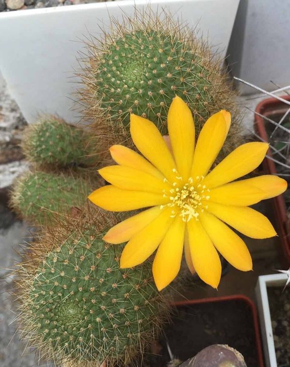 Rebutia krainziana