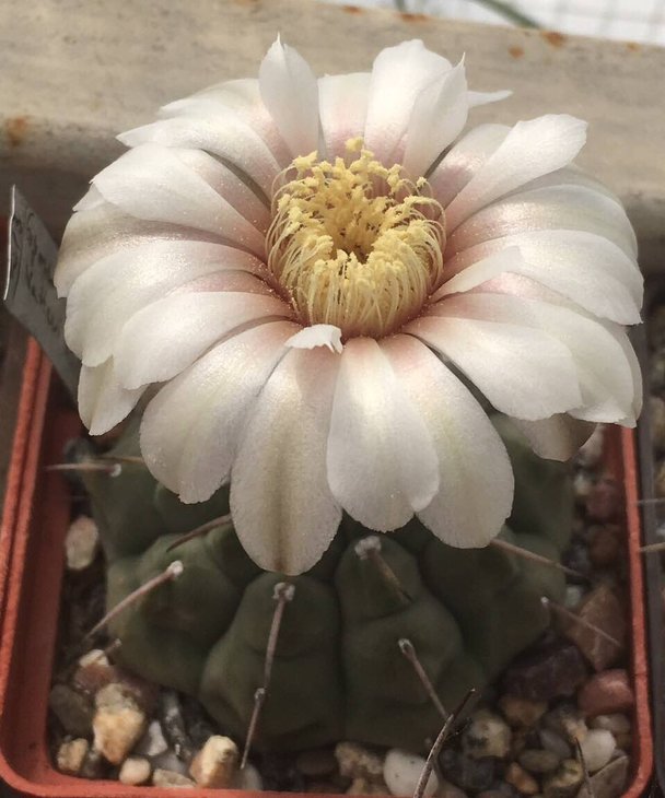 Gymnocalycium vatteri