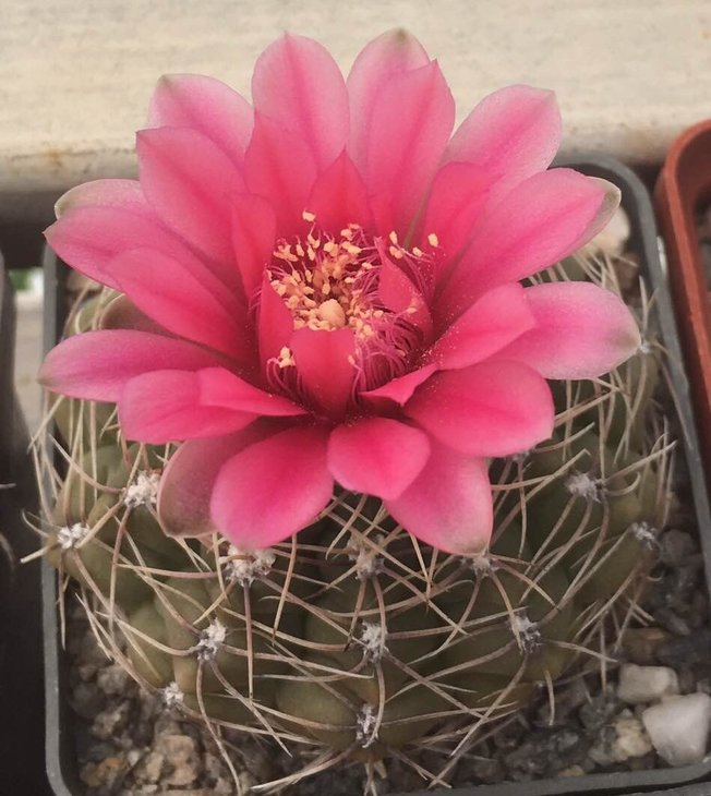 Gymnocalycium baldianum