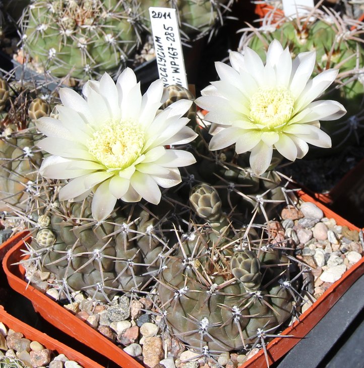 Gymnocalycium borthii WP167-285