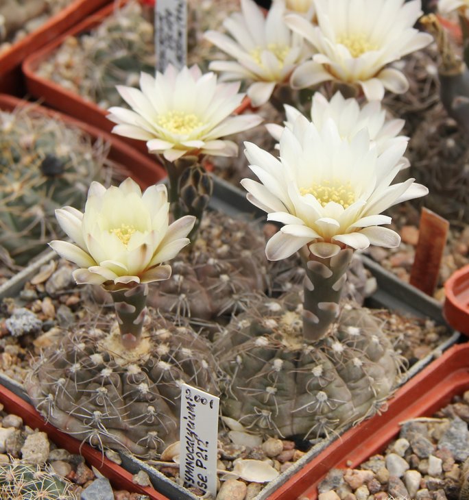 Gymnocalycium taningaense P212