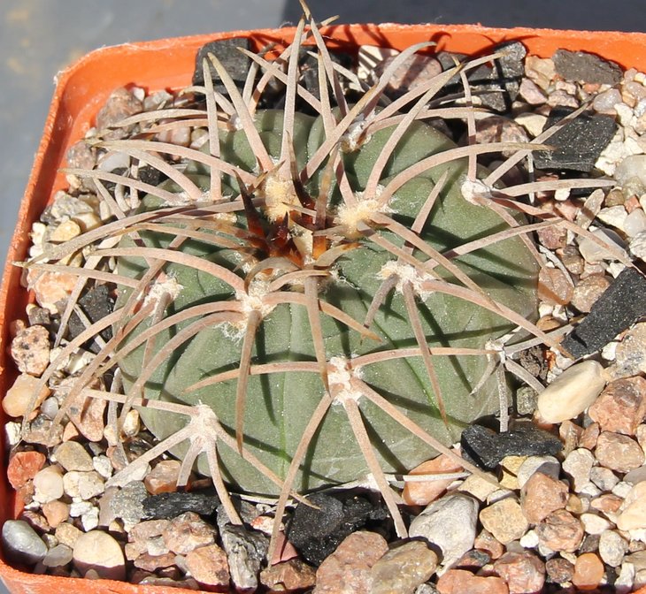 Gymnocalycium spegazzinii из посева G.spegazzinii unguispinum отPILTZ