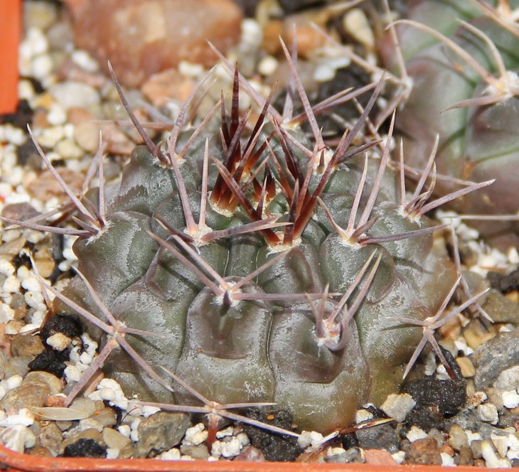 Gymnocalycium prohazkianum simile VG061 Los Algorrobos