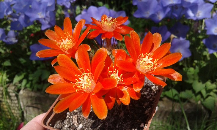 Aylostera robuspina