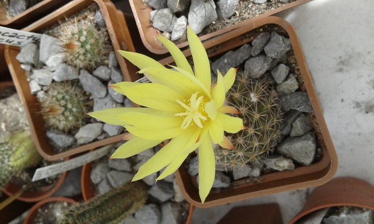 Parodia cardenansei