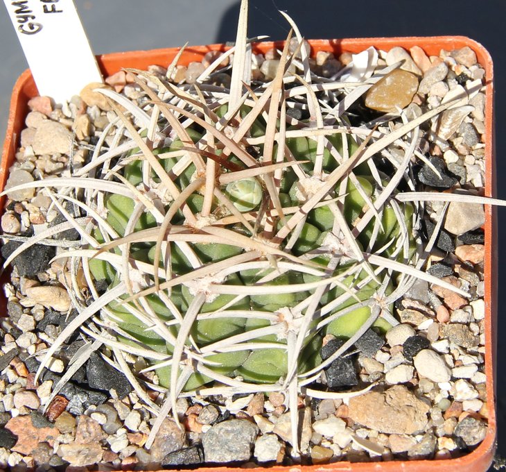 Gymnocalycium ferox STO498