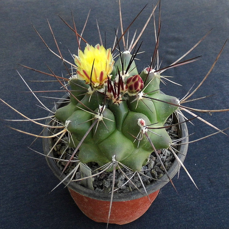 Thelocactus flavus HK 362