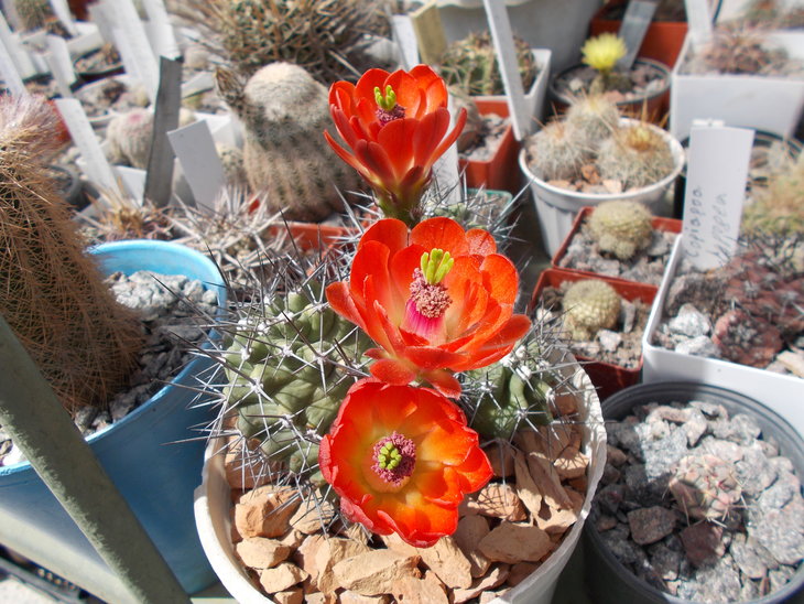 Echinocereus triglochidiatus aff.JPG